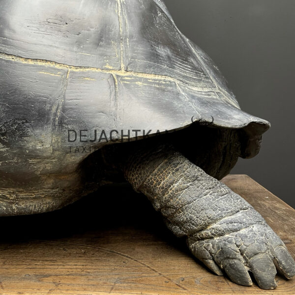 Replica of a Seychelles giant tortoise