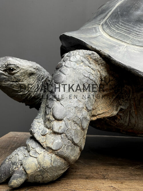 Lifelike replica of a Galapagos turtle