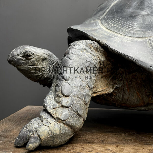 Replica of a Seychelles giant tortoise