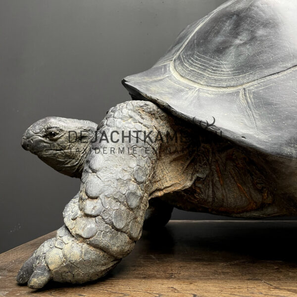 Lifelike replica of a Galapagos turtle