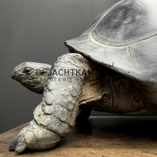 Replica of a Seychelles giant tortoise