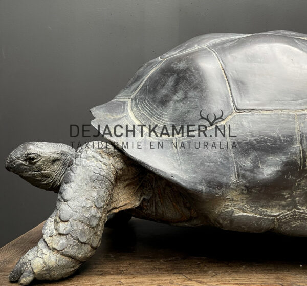 Levensechte replica van een Seychellenreuzenschildpad