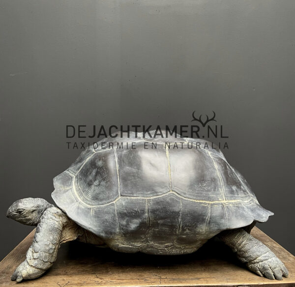 Levensechte replica van een Seychellenreuzenschildpad