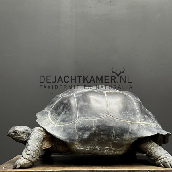 Replica of a Seychelles giant tortoise