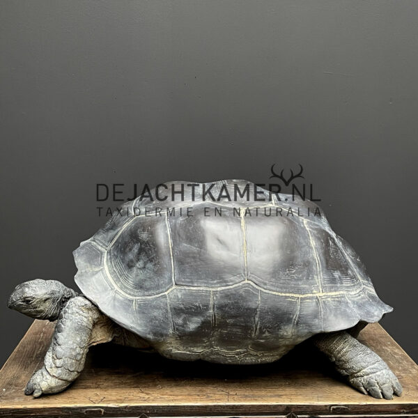 Replica of a Seychelles giant tortoise