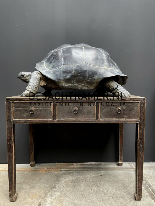 Lifelike replica of a Galapagos turtle