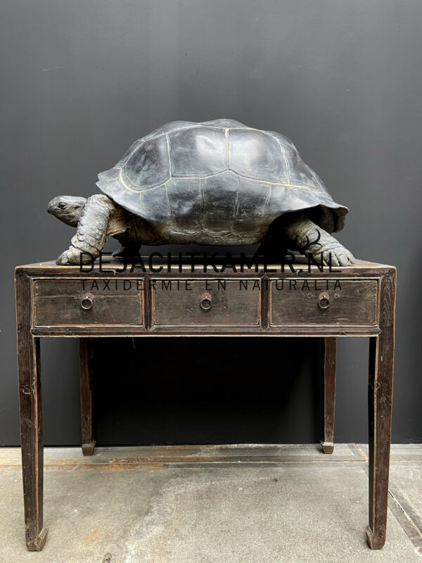 Levensechte replica van een Seychellenreuzenschildpad