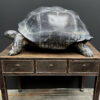 Lifelike replica of a Galapagos turtle