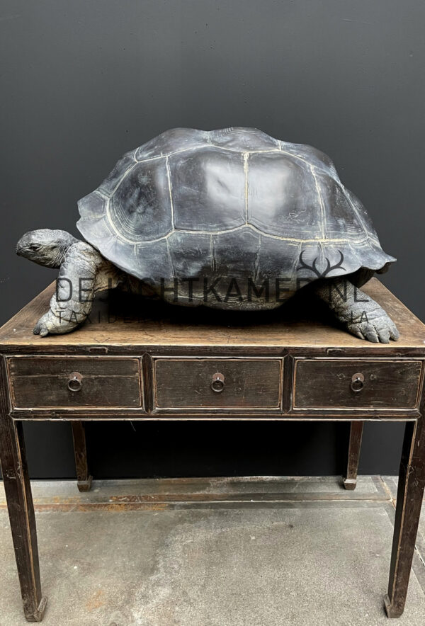 Replica of a Seychelles giant tortoise