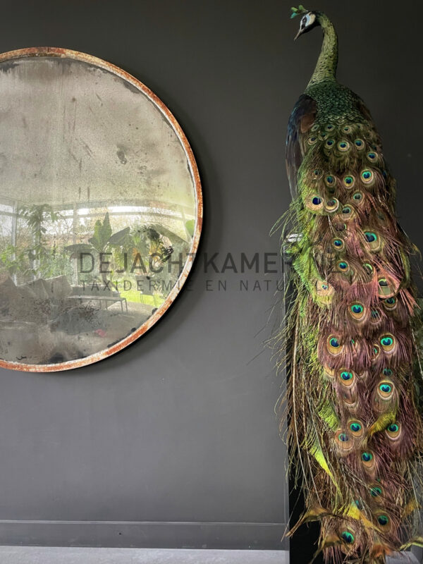 Mounted Java peacock (Pavo muticus)