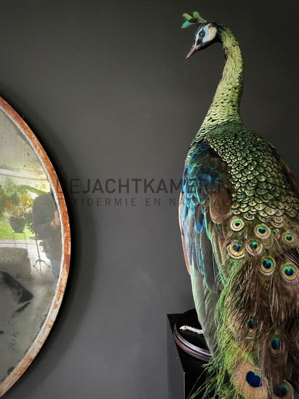 Mounted Java peacock (Pavo muticus)