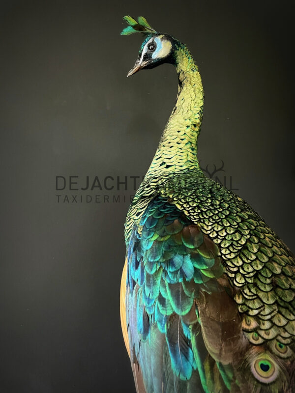 Mounted Java peacock (Pavo muticus)