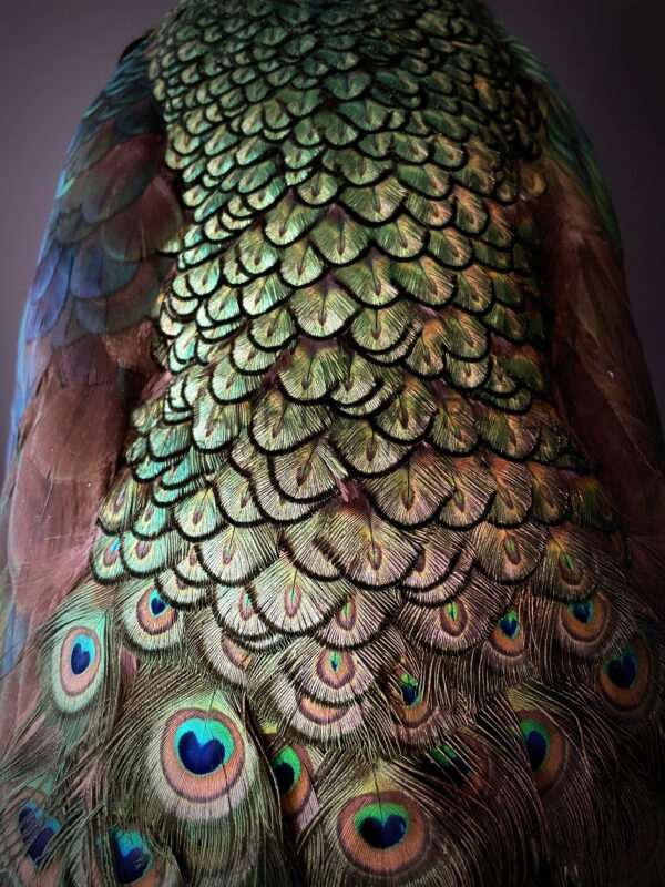 Mounted Java peacock (Pavo muticus)