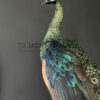 Mounted Java peacock (Pavo muticus)