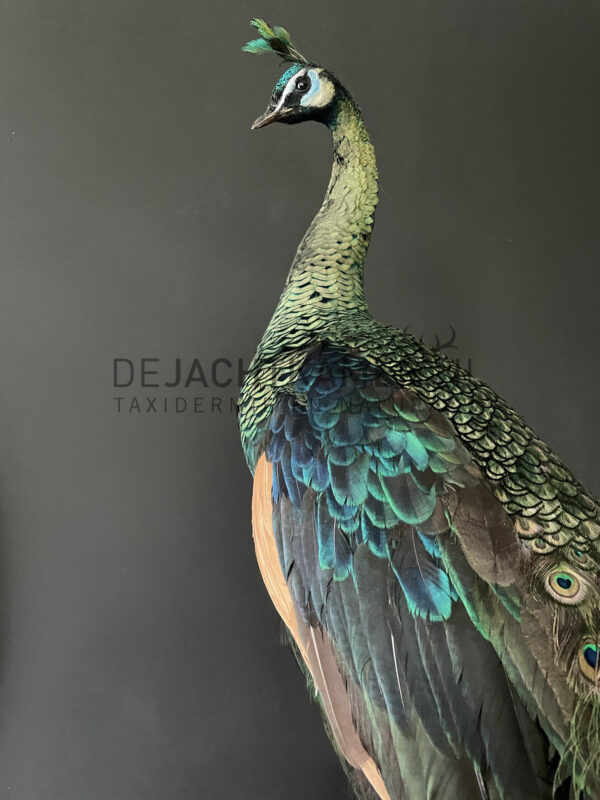 Ausgestopfter Java Pfau (Pavo muticus)