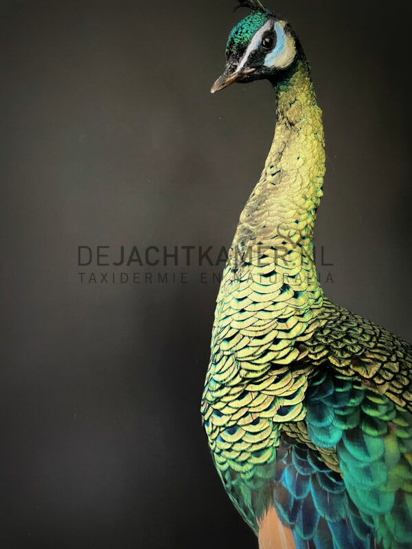 Mounted Java peacock (Pavo muticus)