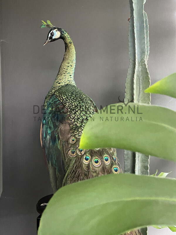 Ausgestopfter Java Pfau (Pavo muticus)