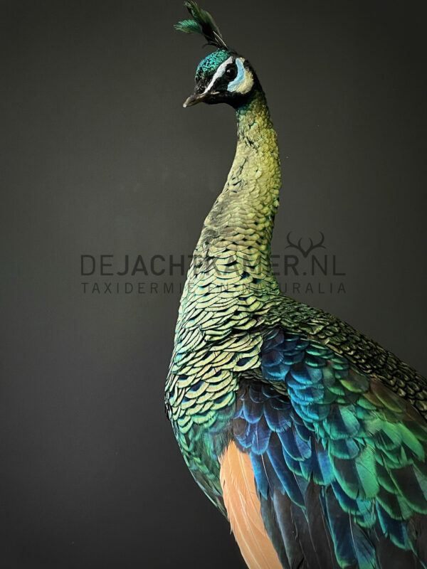 Mounted Java peacock (Pavo muticus)