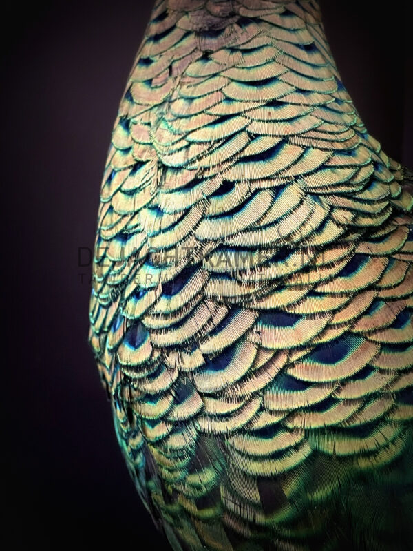 Mounted Java peacock (Pavo muticus)