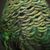 Opgezette Java pauw (Pavo muticus)