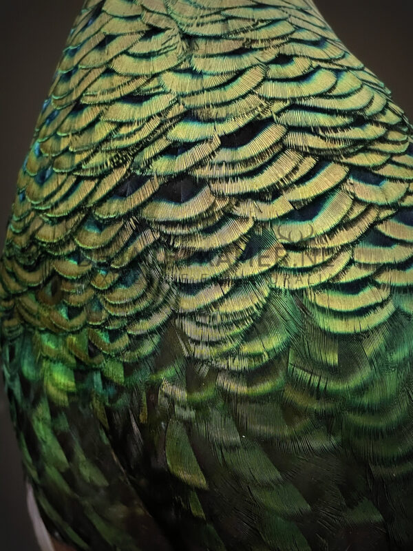 Mounted Java peacock (Pavo muticus)