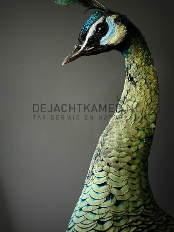 Mounted Java peacock (Pavo muticus)