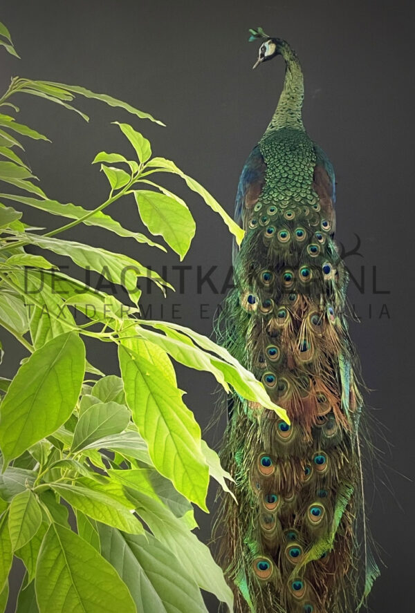 Mounted Java peacock (Pavo muticus)