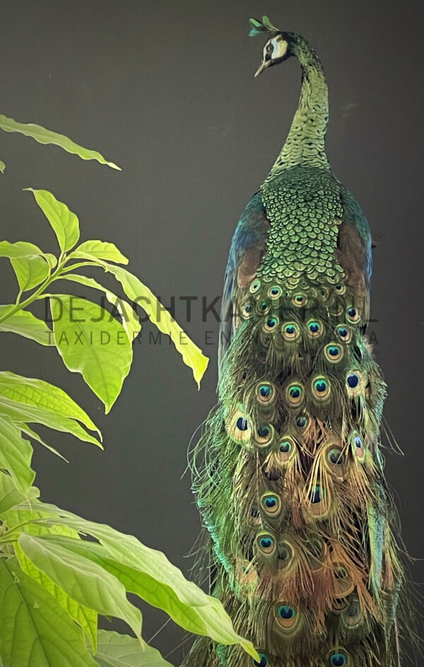 Mounted Java peacock (Pavo muticus)