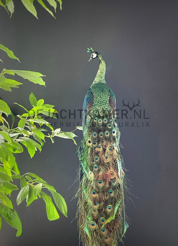 Mounted Java peacock (Pavo muticus)