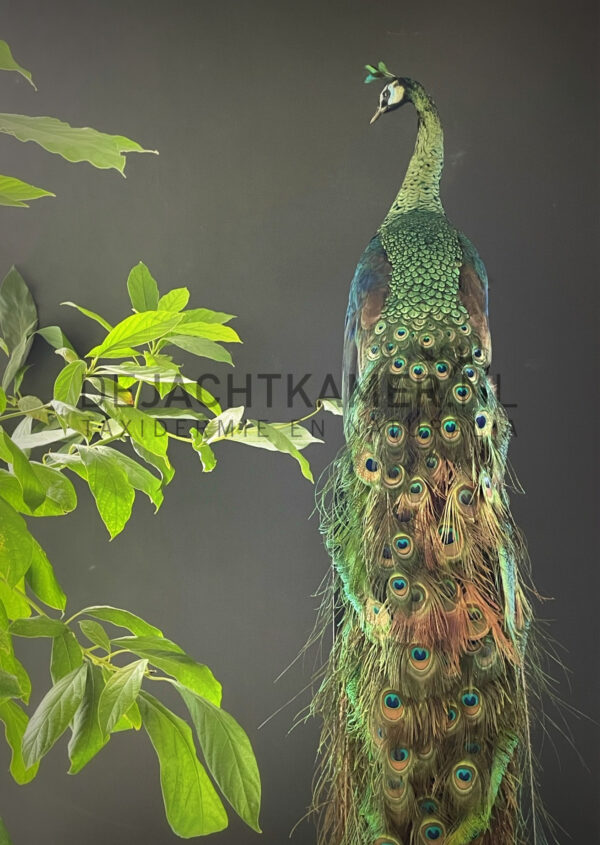 Mounted Java peacock (Pavo muticus)