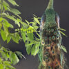 Mounted Java peacock (Pavo muticus)