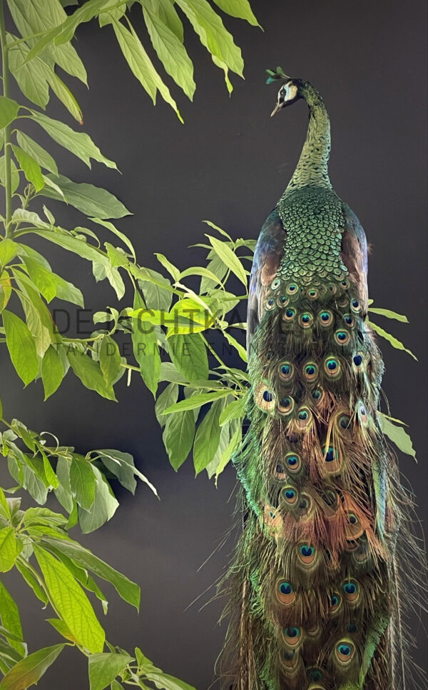 Mounted Java peacock (Pavo muticus)