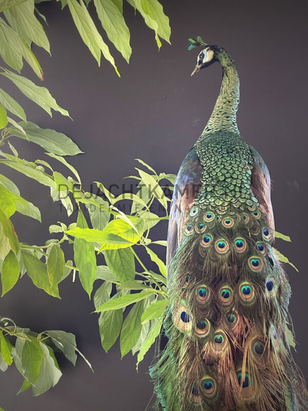 Mounted Java peacock (Pavo muticus)