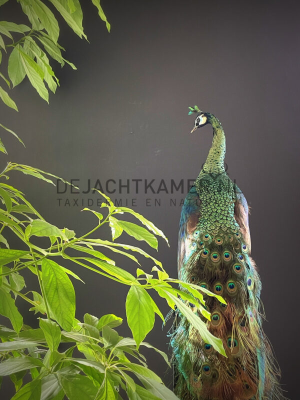 Mounted Java peacock (Pavo muticus)