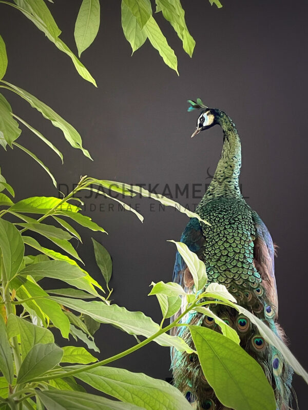 Mounted Java peacock (Pavo muticus)