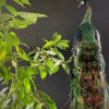 Mounted Java peacock (Pavo muticus)