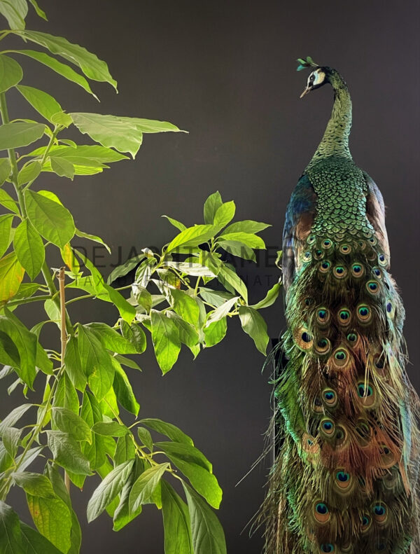 Mounted Java peacock (Pavo muticus)