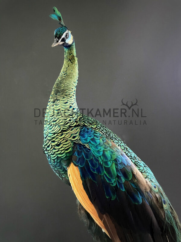 Mounted Java peacock (Pavo muticus)