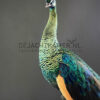 Opgezette Java pauw (Pavo muticus)