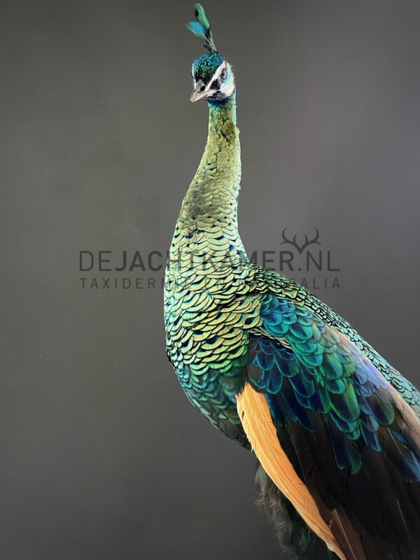 Mounted Java peacock (Pavo muticus)