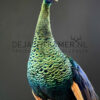 Mounted Java peacock (Pavo muticus)