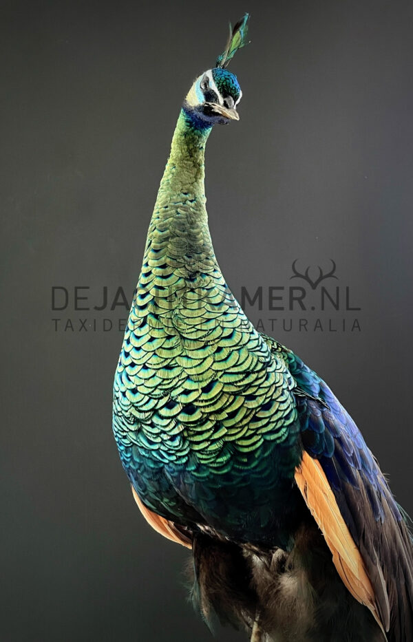 Mounted Java peacock (Pavo muticus)