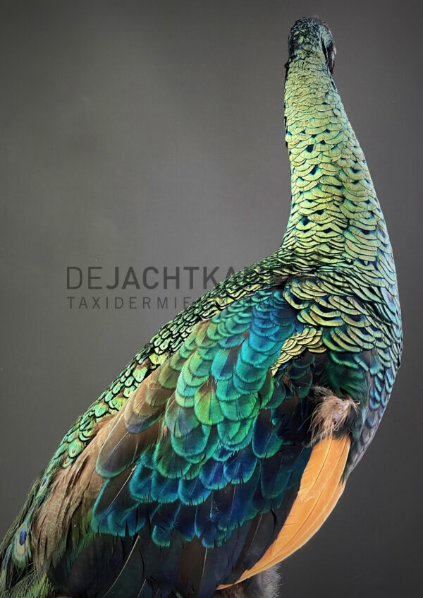 Mounted Java peacock (Pavo muticus)