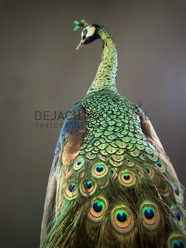 Mounted Java peacock (Pavo muticus)