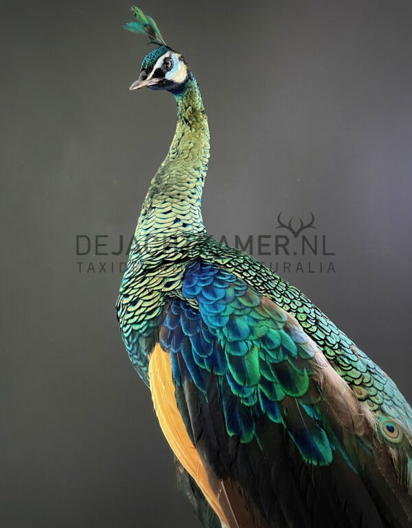 Mounted Java peacock (Pavo muticus)