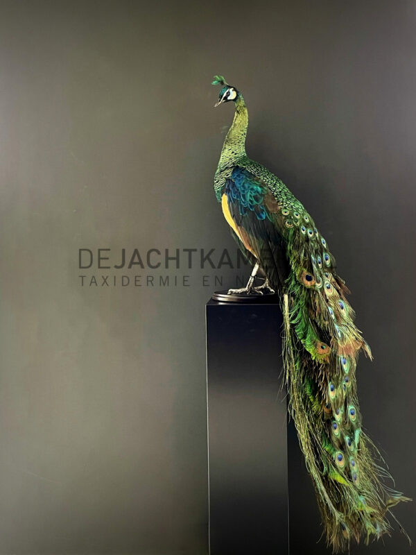 Mounted Java peacock (Pavo muticus)