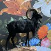 Taxidermy black moeflon ram