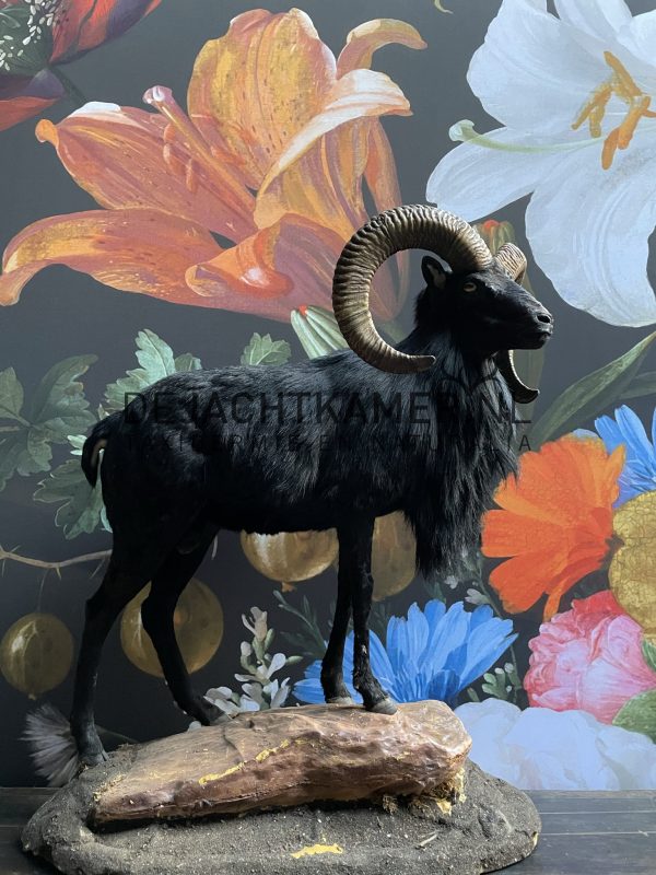 Taxidermy black moeflon ram