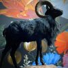 Taxidermy black moeflon ram