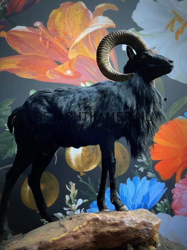 Taxidermy black moeflon ram